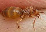 Pictures Of Queen Fire Ants Pictures
