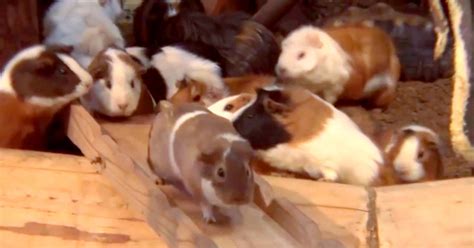 Guinea Pig Bridge Song Is Crazy Cute And Catchy Cbs News
