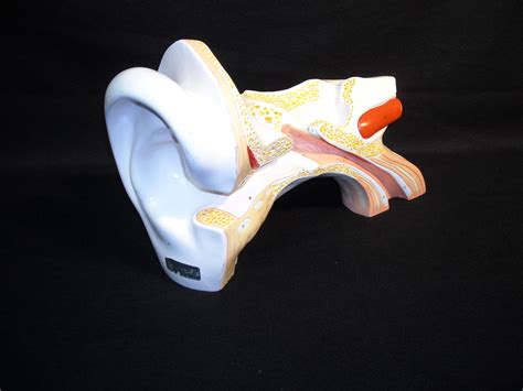 Model Ear Prop Hire And Deliver