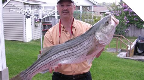 how to clean a striper easy way to fillet a striped bass youtube
