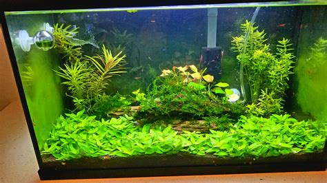 2 Month Progress On My 10 Gallon High Tech Shrimp Tank Rplantedtank