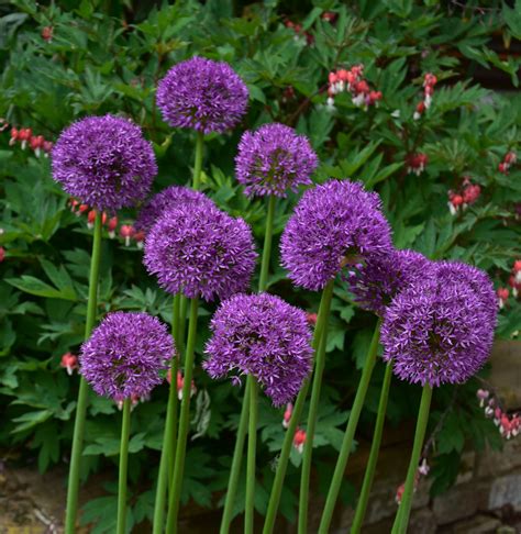 Allium Purple Sensation Agm Ubicaciondepersonas Cdmx Gob Mx