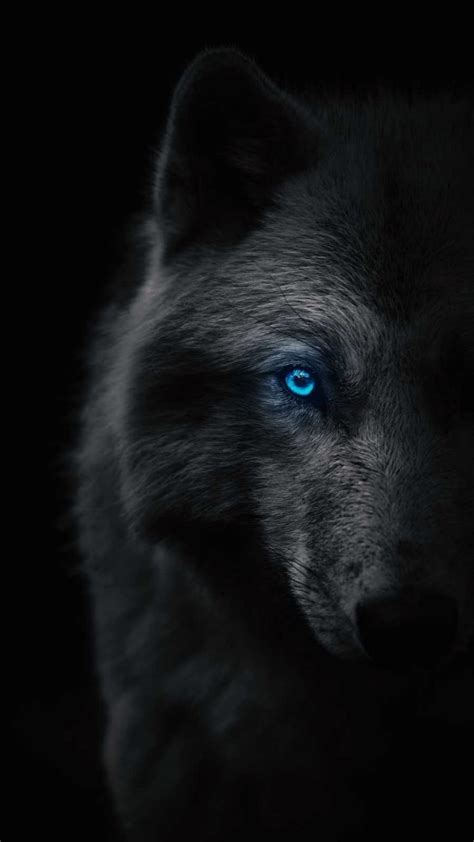 Cool Wolf Faces Wallpapers Wallpaper Cave