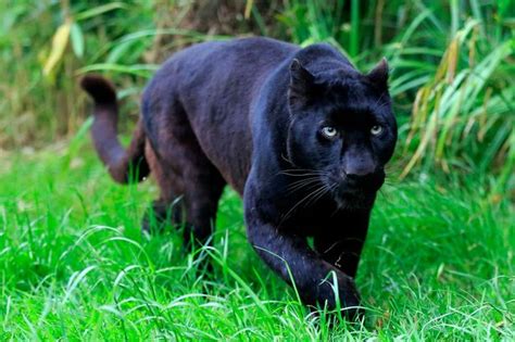 People Too Terrified To Leave Their Homes After Panther Spotted
