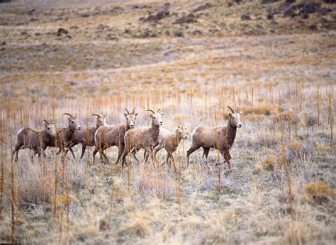 Nature And Wildlife In Utah — Wildlife Watching Visit Utah