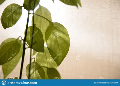 Sunlight Filtered Through The Leaves Stock Image Image Of Lighting