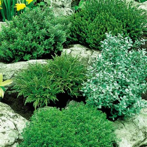 Dwarf Shrubs In The Outdoor Garden Small Garden Shrubs Rock Garden