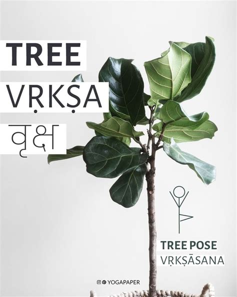 Vṛkṣa वृक्ष Means Tree In Sanskrit Say Vrik Shuh āsana आसन