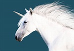Superposiciones de unicornio blanco / unicornio realista / - Etsy España