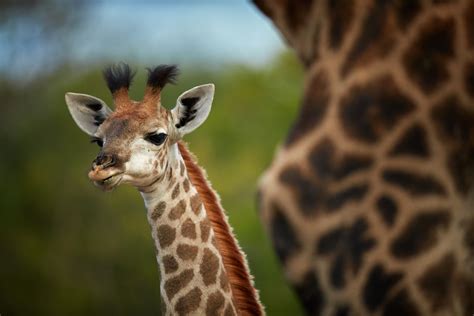 12 Things You Might Not Know About Giraffes Mystart