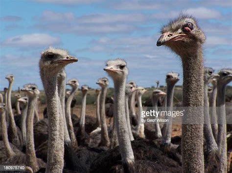 Ostrich Face Photos And Premium High Res Pictures Getty Images