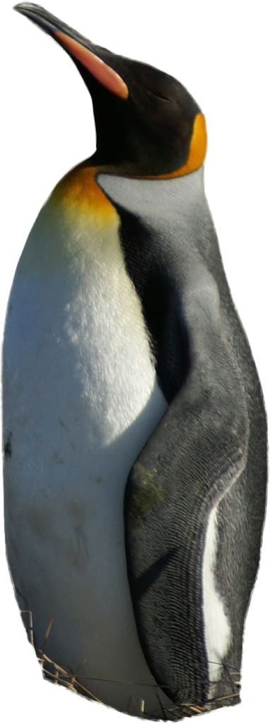 King Penguin Bird Png All Png All