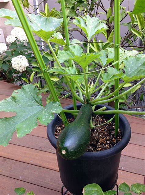 Growing Zucchini In Pot 1000 Growing Zucchini Container Gardening