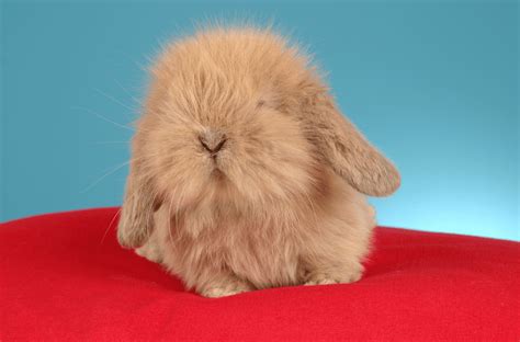 American Fuzzy Lop Rabbit Health Temperament Coat Health And Care