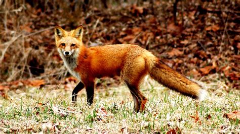 Why Is The Red Fox Endangered Danger Choices