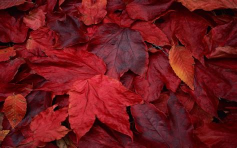 Download 47 Wallpaper Red Leaves Populer Terbaik Postsid