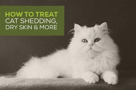 We're all humans and we all have fairly similar nutritional needs. Cat Shedding, Season, How to reduce Cat Shedding, Stop ...