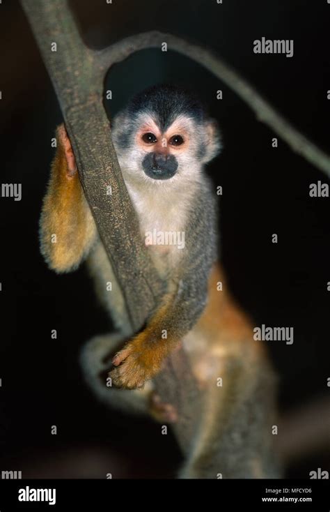 Central American Squirrel Monkey Saimiri Oerstedii Manuel Antonio Np