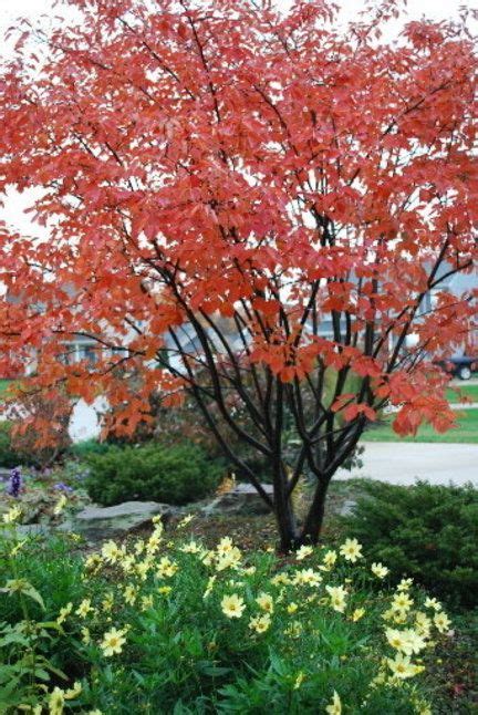 Northeast Ohio Landscapers Short Lists Of Favorite Trees And Shrubs