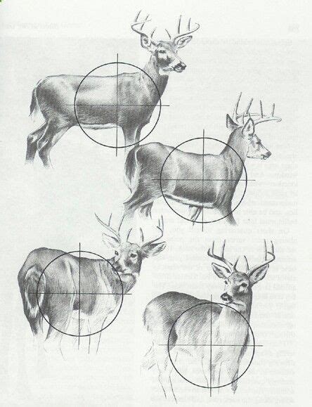 Deer Diagram Whitetail Deer Hunting Hunting Deer Hunting