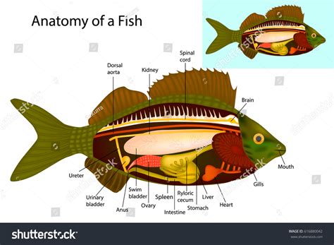 Anatomy Fish Fish Internal Organs Vector Stockvektor Royaltyfri