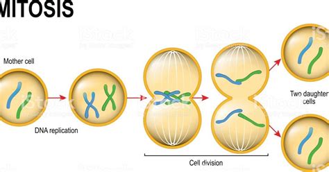 La Mitosis