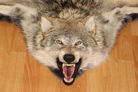 Siberian Gray Wolf Taxidermy Rug Mount With Head Grey Wolf Mounted