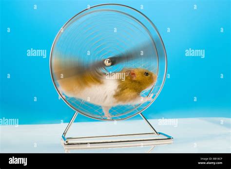 16 Elegant Funny Hamster Wheel Funny Animals Picture