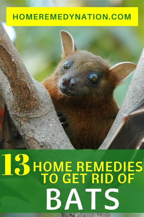 13 Evidence Based Home Remedies To Get Rid Of Bats Home Remedies Getting Rid Of Bats Remedies