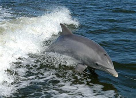 Male Bottlenose Dolphins Form Unique Alliances To Defend Females