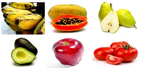 Pemetaan pakan untuk burung cucakrawa | Cucakrawa GRD