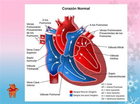 Anatomia Y Fisiologia Del Corazon Resumen
