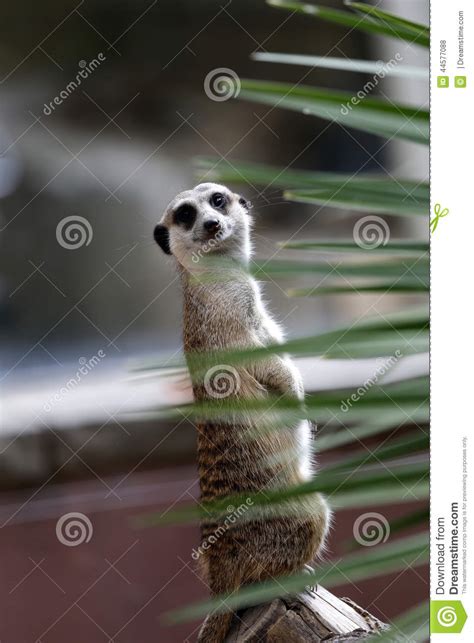Meerkats Stock Photo Image Of Meerkat Color Outdoors 44577088
