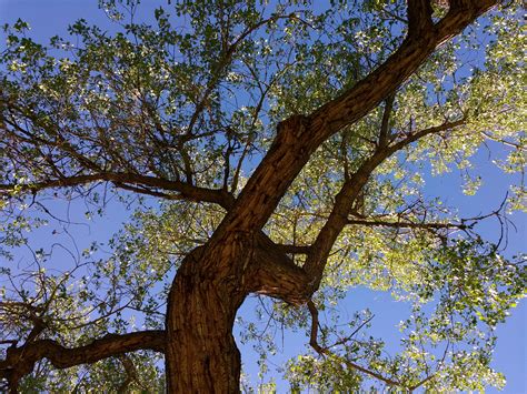 Find & download free graphic resources for tree. Tree from Below with Blue Sky Picture | Free Photograph ...