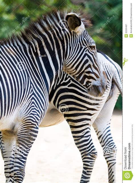 Zebras Stock Image Image Of Stripes Mammal Black Captivity 32300487