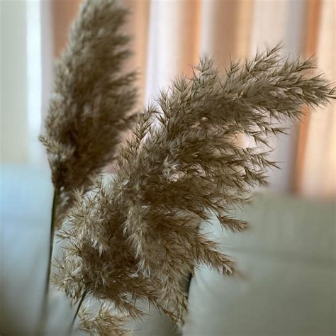 White Pampas Grass Everlasting Flower Tall Centerpieces Plume Etsy