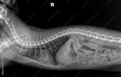 X Ray Of A Cats Chest On Black Background Right Side Tomography Of