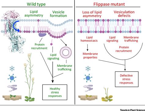 Catch You On The Flip Side A Critical Review Of Flippase Mutant