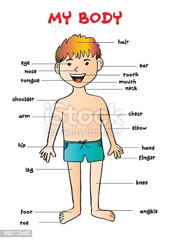 There is also a short definition of the word (useful for older kids). My Body Educational Info Graphic Chart For Kids Showing ...