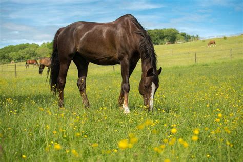 17 French Horse Breeds With Pictures Pet Keen