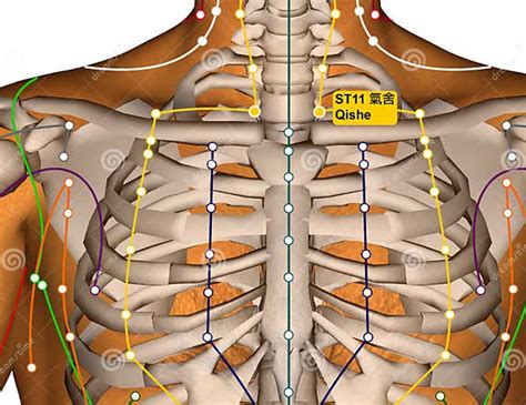 Acupuncture Point St11 Qishe Stomach Meridian Stock Illustration