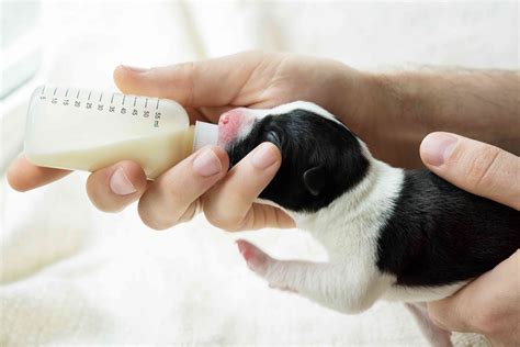 puppies newborn anna blog