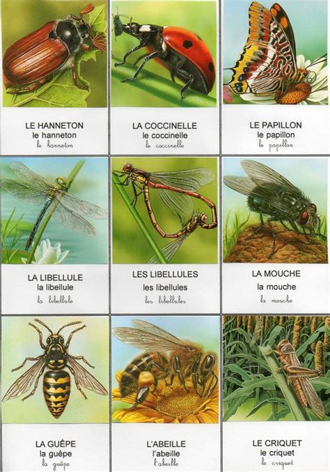 Images Insectes Maicresse Gourou
