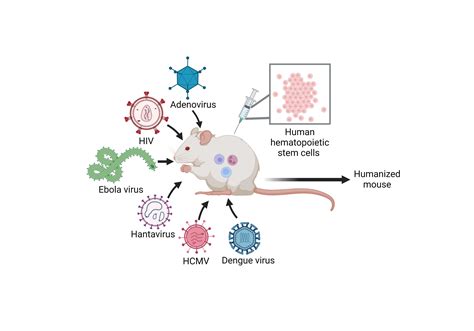 Viruses Free Full Text Recent Developments In Nsg And Nrg Humanized