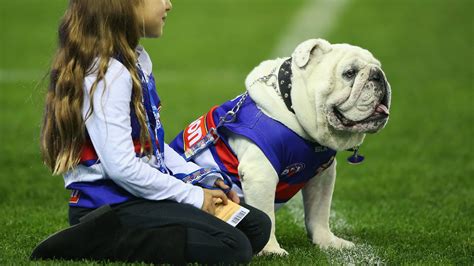 Explore tweets of western bulldogs @westernbulldogs on twitter. Your club's 2016: Western Bulldogs | Sporting News Australia