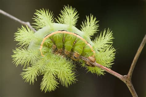 5 Crazily Poisonous Caterpillars You Surely Didnt Know About Animal Sake