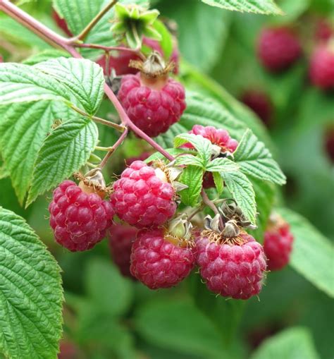 How To Plant Raspberry Bushes Video Raspberry