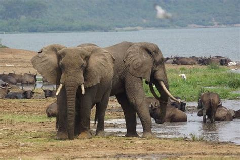 6 Days Wildlife Safaris Queen Elizabeth National Park Uganda Safari Tour
