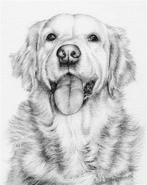 Find high quality golden retriever coloring page, all coloring page images can be downloaded for free for personal use only. Pin on Adult Coloring Pages
