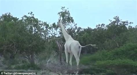 White Giraffes Are Spotted In Kenya And Captured On Video Daily Mail Online